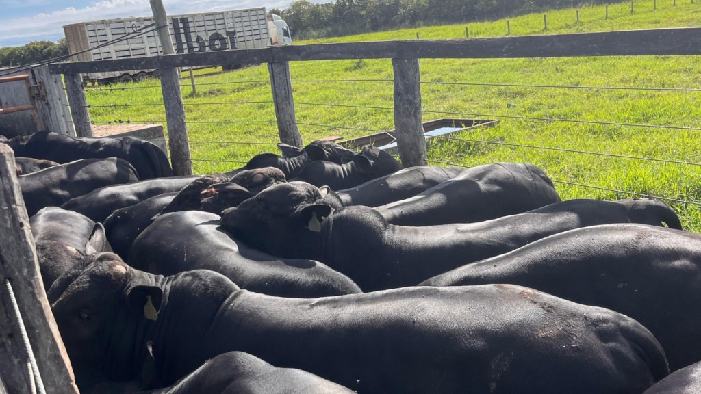 Pecuária em Rondônia: por que touros Angus não são a melhor escolha?
