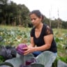 Agricultura familiar projeto BNDES