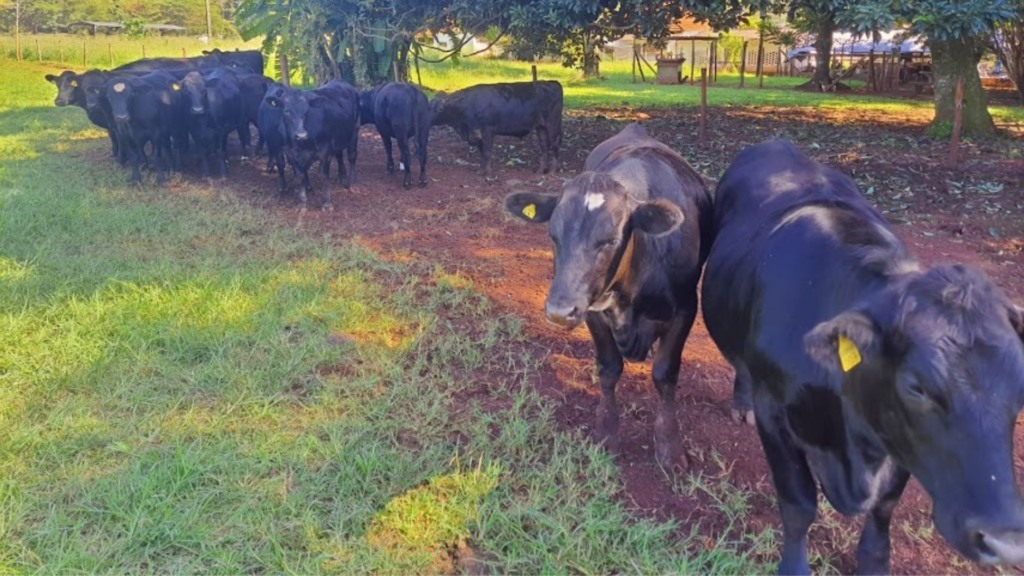 Beef on dairy: a estratégia que transforma bezerros machos em lucro Beef on dairy: a estratégia que transforma bezerros machos em lucro