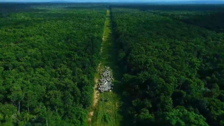 Pecuária na COP 30: Brasil pode liderar, mas precisa defender produtor