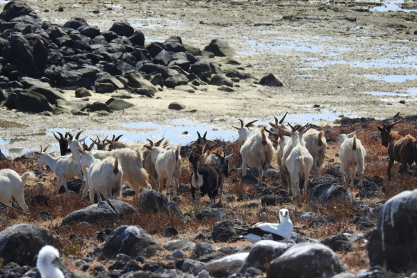 Cabras ficaram 200 anos isoladas em ilha e agora viram objeto de pesquisa