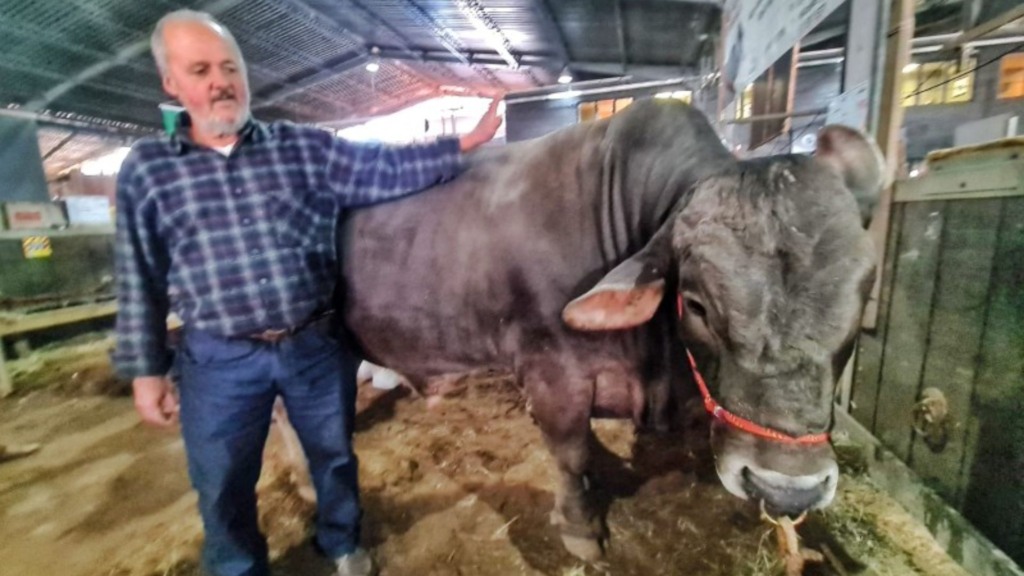 Expointer 2025: carrapaticida com 195% de retorno revoluciona a pecuária Expointer 2025: carrapaticida com 195% de retorno revoluciona a pecuária