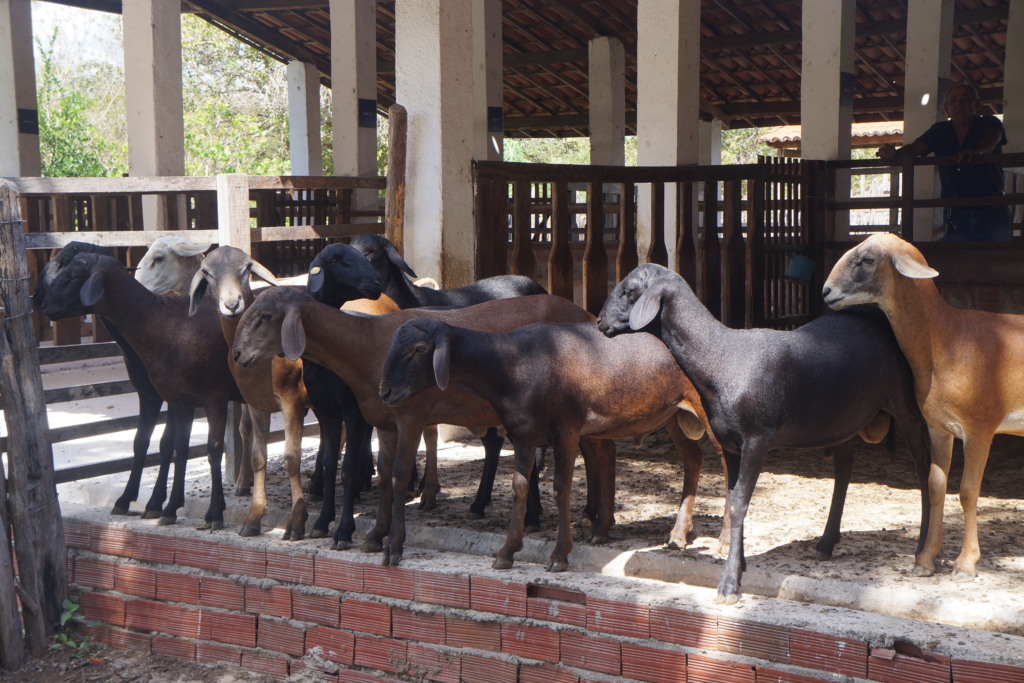 Prova de Eficiência Alimentar e Desempenho de caprinos e ovinos da Embrapa