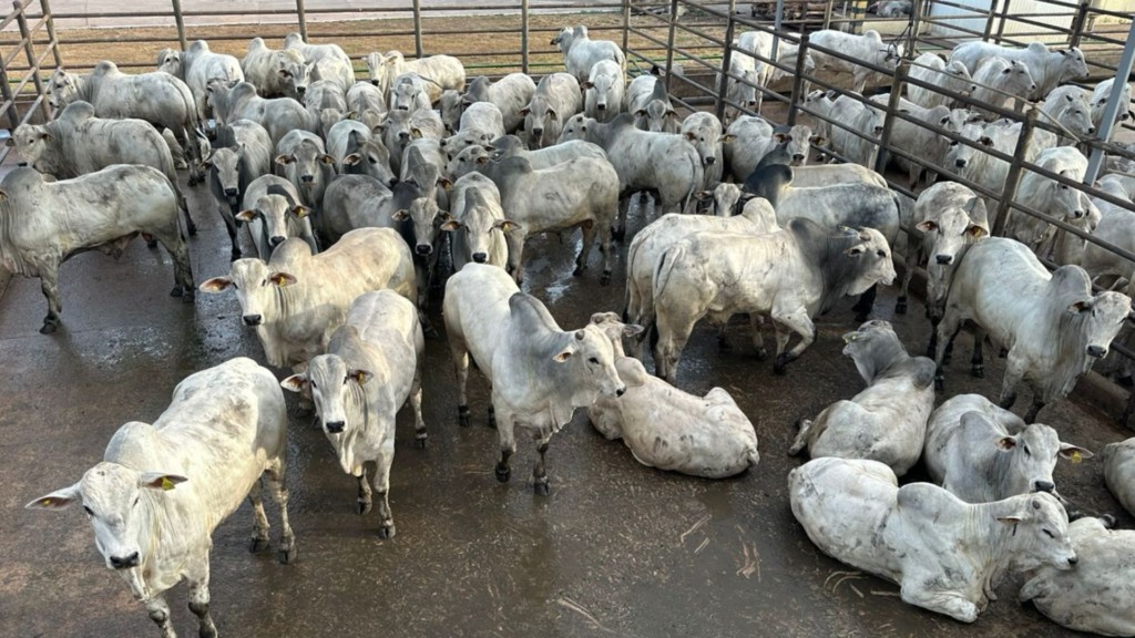 Circuito Nelore de Qualidade em MT: quase 800 carcaças avaliadas em Confresa