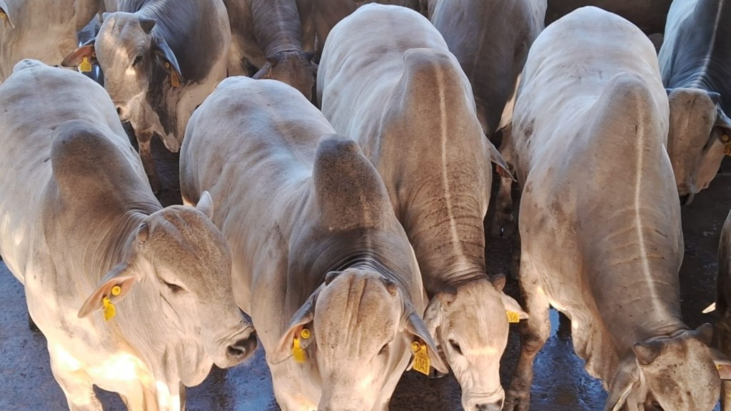 Boi nelore de 22 meses com 29,7 arrobas: recorde histórico em Lins (SP) Boi nelore de 22 meses com 29,7 arrobas: recorde histórico em Lins (SP)