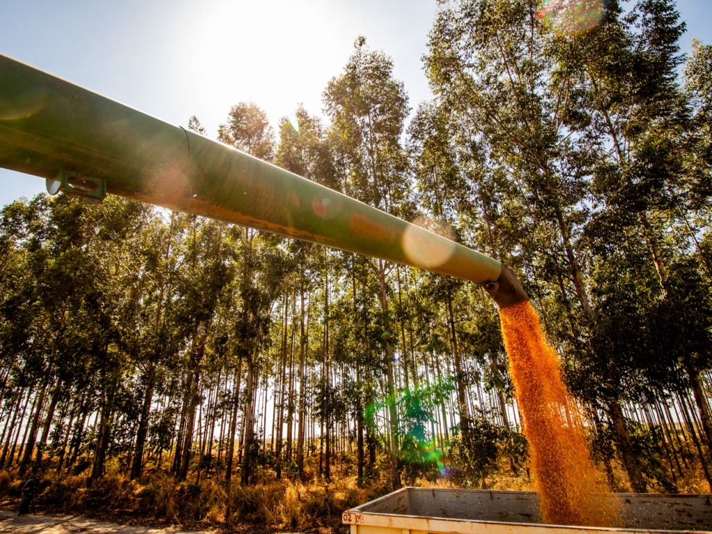 grãos, estimativa, safra baiana, algodão, soja, Bahia, IBGE grãos, estimativa, safra baiana, algodão, soja, Bahia, IBGE