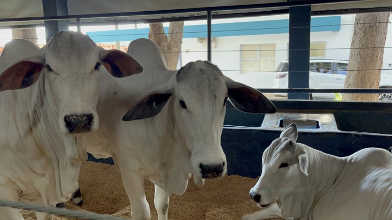 Expogenética 2025 Fórum Melhora+