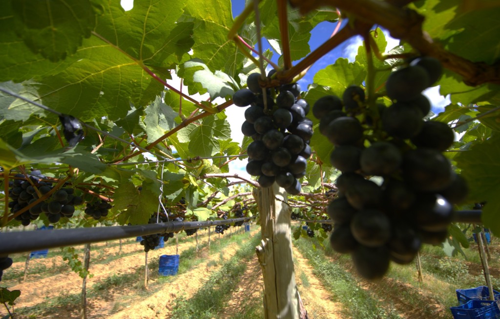 Seminário da Fruticultura Irrigada, Barra Agroshow, barra, oeste da Bahia, frutas médio são francisco, evento Seminário da Fruticultura Irrigada, Barra Agroshow, barra, oeste da Bahia, frutas médio são francisco, evento