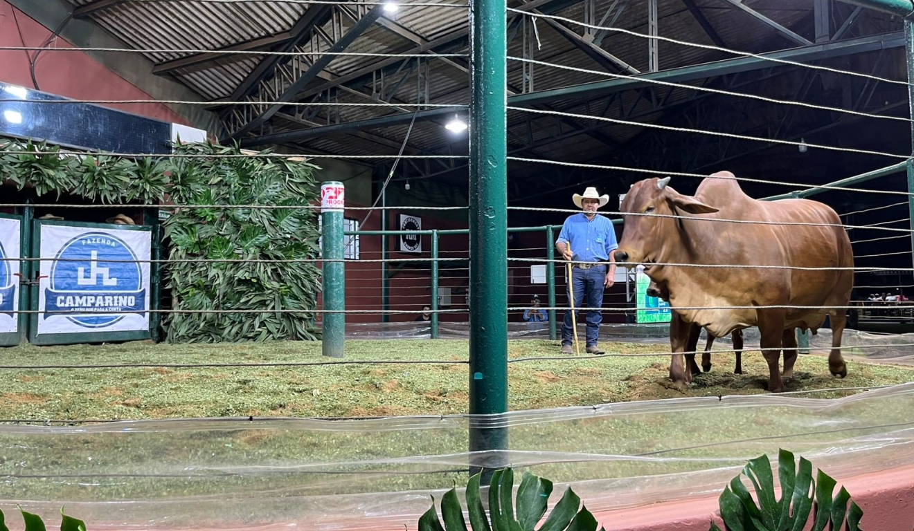 18ª edição da ExpoGenética: leilões já superam R$ 77 milhões em faturamento