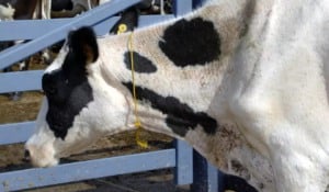 Manejo sanitário bovino agosto é mês-chave para proteger o rebanho