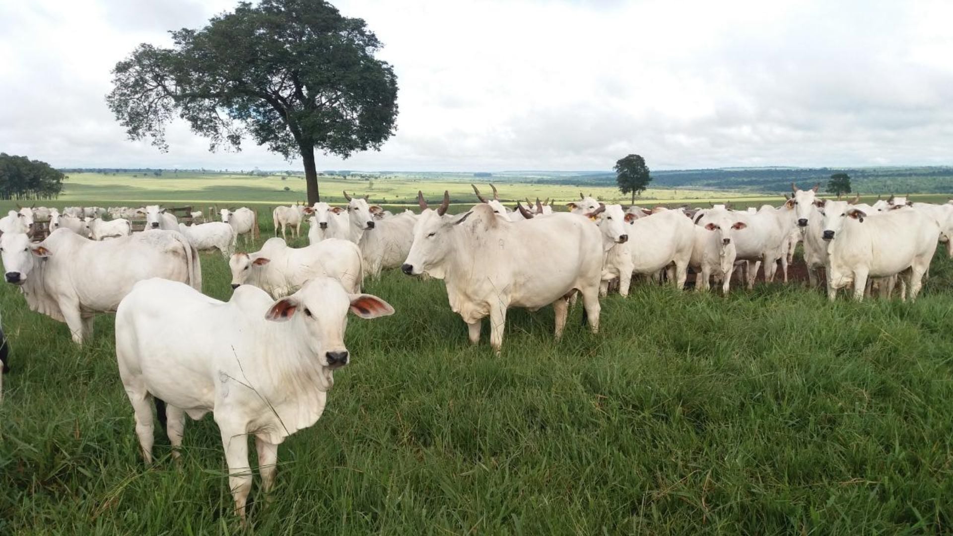 Agropecuária Maragogipe completa 52 anos como referência nacional