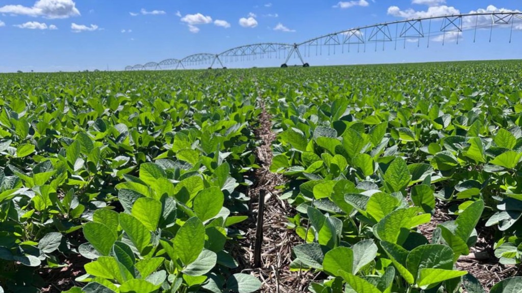 ILP e irrigação: a receita para produzir carne e grãos o ano todo