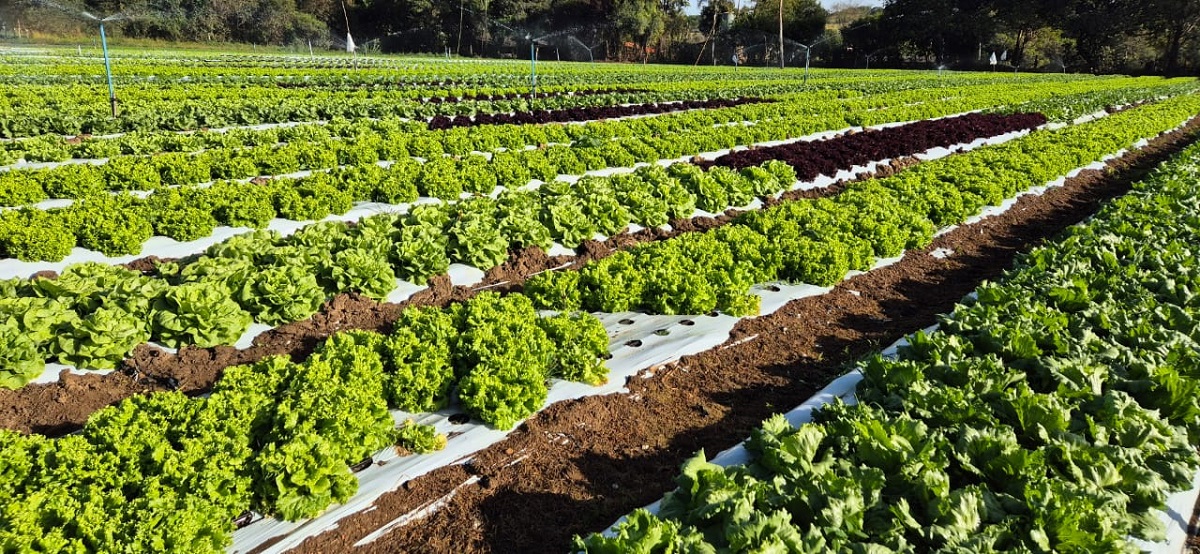 Plantação de hortaliças