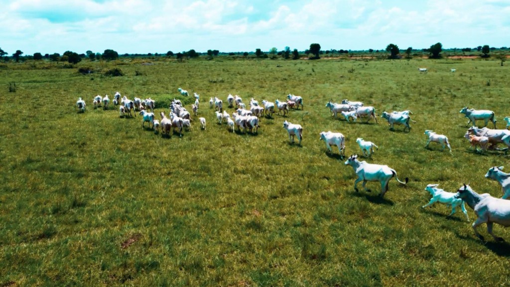 Vacas e novilhas com bezerros ao pé em área de pastagem na fazenda Nova Piratinga. Foto: Reprodução/Giro do Boi