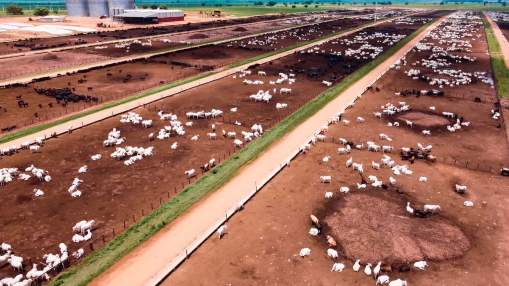 Vista área do confinamento de bovinos na fazenda Nova Piratinga. Foto: Reprodução/Giro do Boi Vista área do confinamento de bovinos na fazenda Nova Piratinga. Foto: Reprodução/Giro do Boi