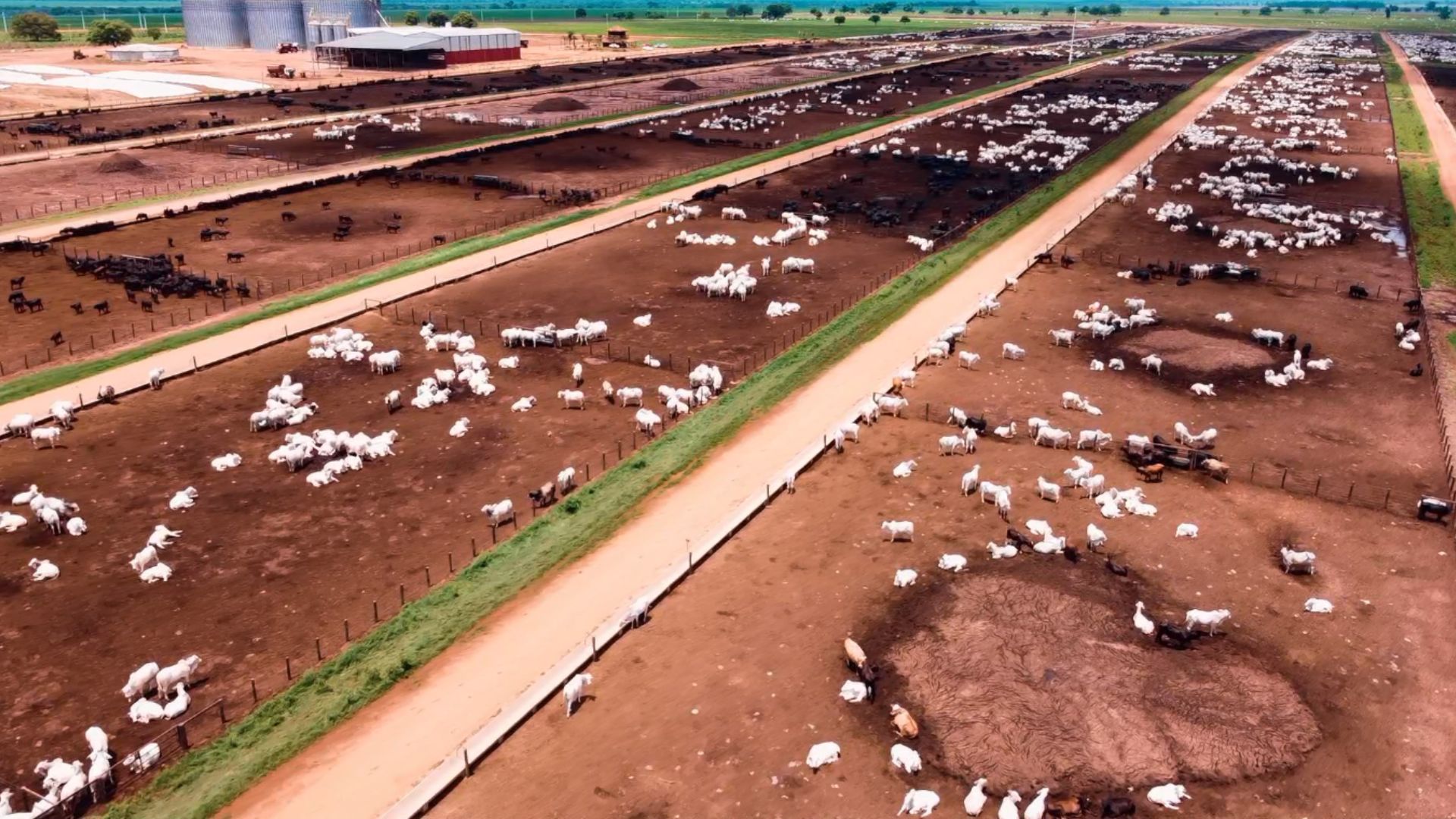 Nova Piratininga: os segredos da propriedade que alimenta 120 mil bois na seca