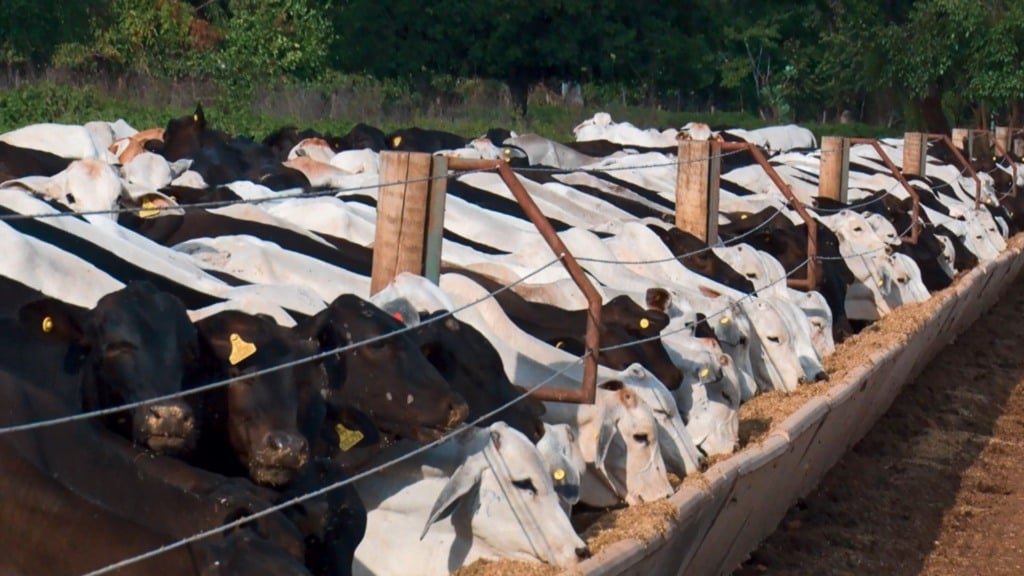 Bovinos em área de confinamento na fazenda Nova Piratinga. Foto: Reprodução/Giro do Boi Bovinos em área de confinamento na fazenda Nova Piratinga. Foto: Reprodução/Giro do Boi