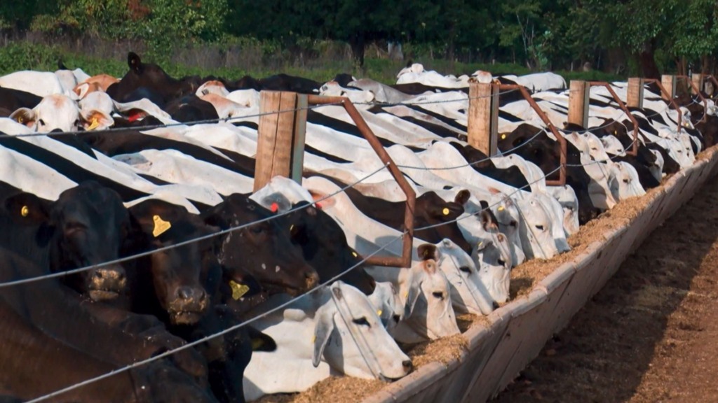 Bovinos em área de confinamento na fazenda Nova Piratinga. Foto: Reprodução/Giro do Boi