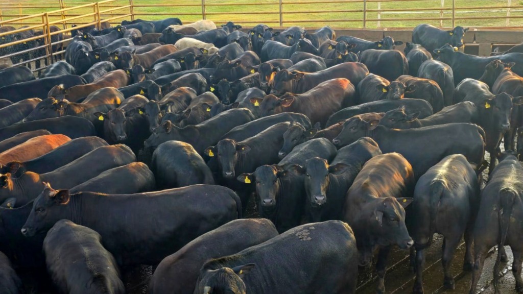 Da genética à mesa: novilhas angus com 17,5 arrobas provam o valor da pecuária de precisão Da genética à mesa: novilhas angus com 17,5 arrobas provam o valor da pecuária de precisão