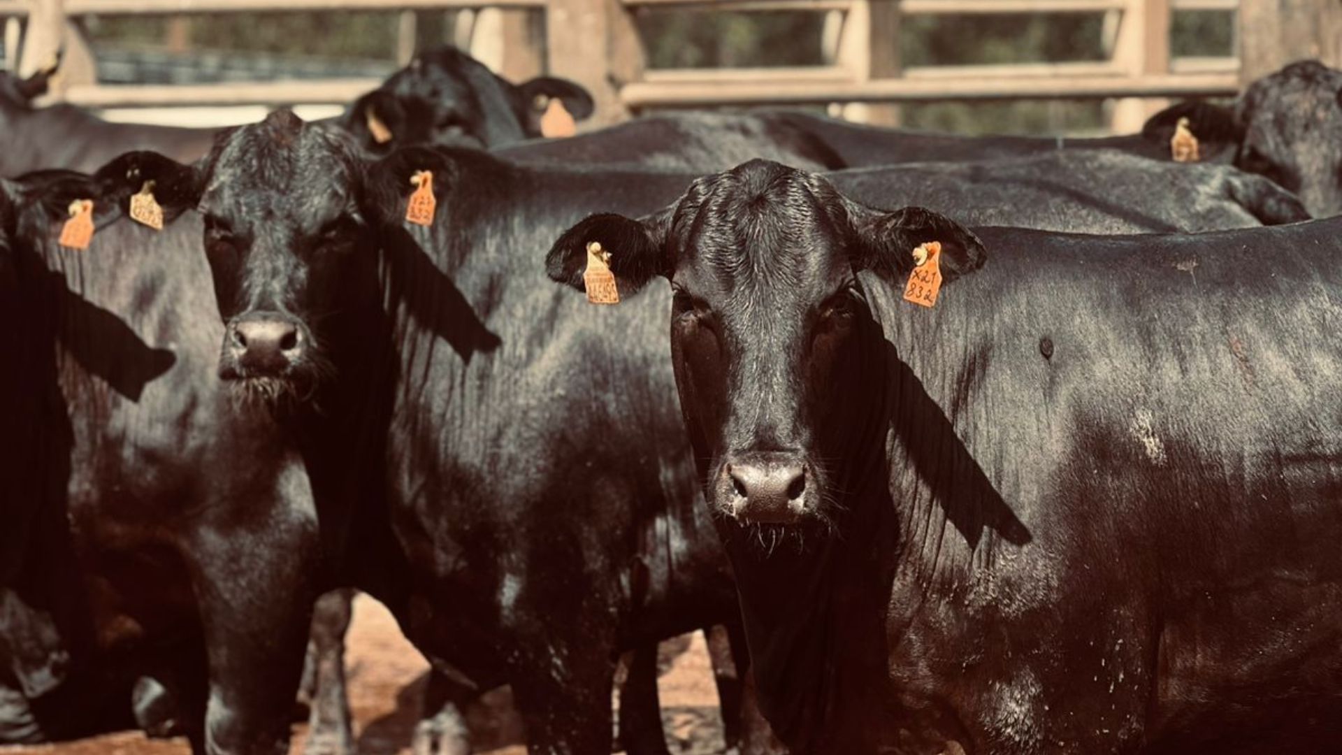 Pecuária na Bahia: novilhas F1 Angus superam 18 arrobas com confinamento