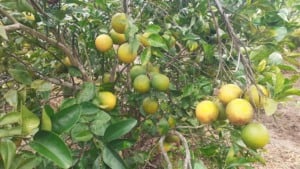 citricultura, produção de laranjas, crise, sealba,