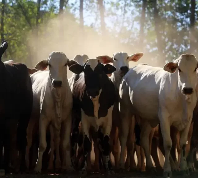 Pará; exportação de gado bovino