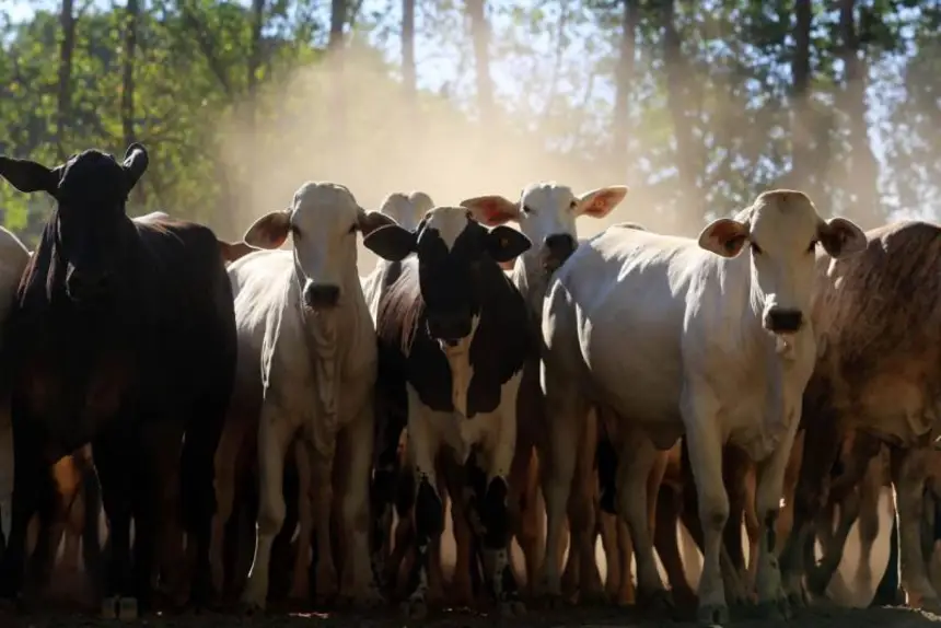 Pará é o maior exportador do Brasil de gado bovino em pé