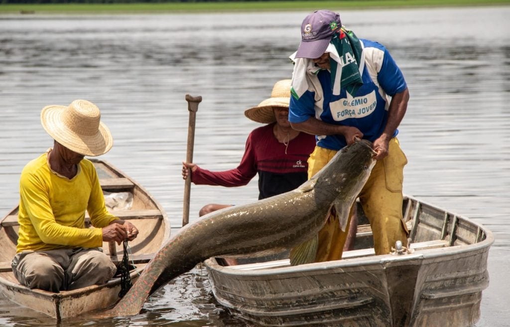 Pesca de 19 mil pirarucus é autorizada em reserva ambiental