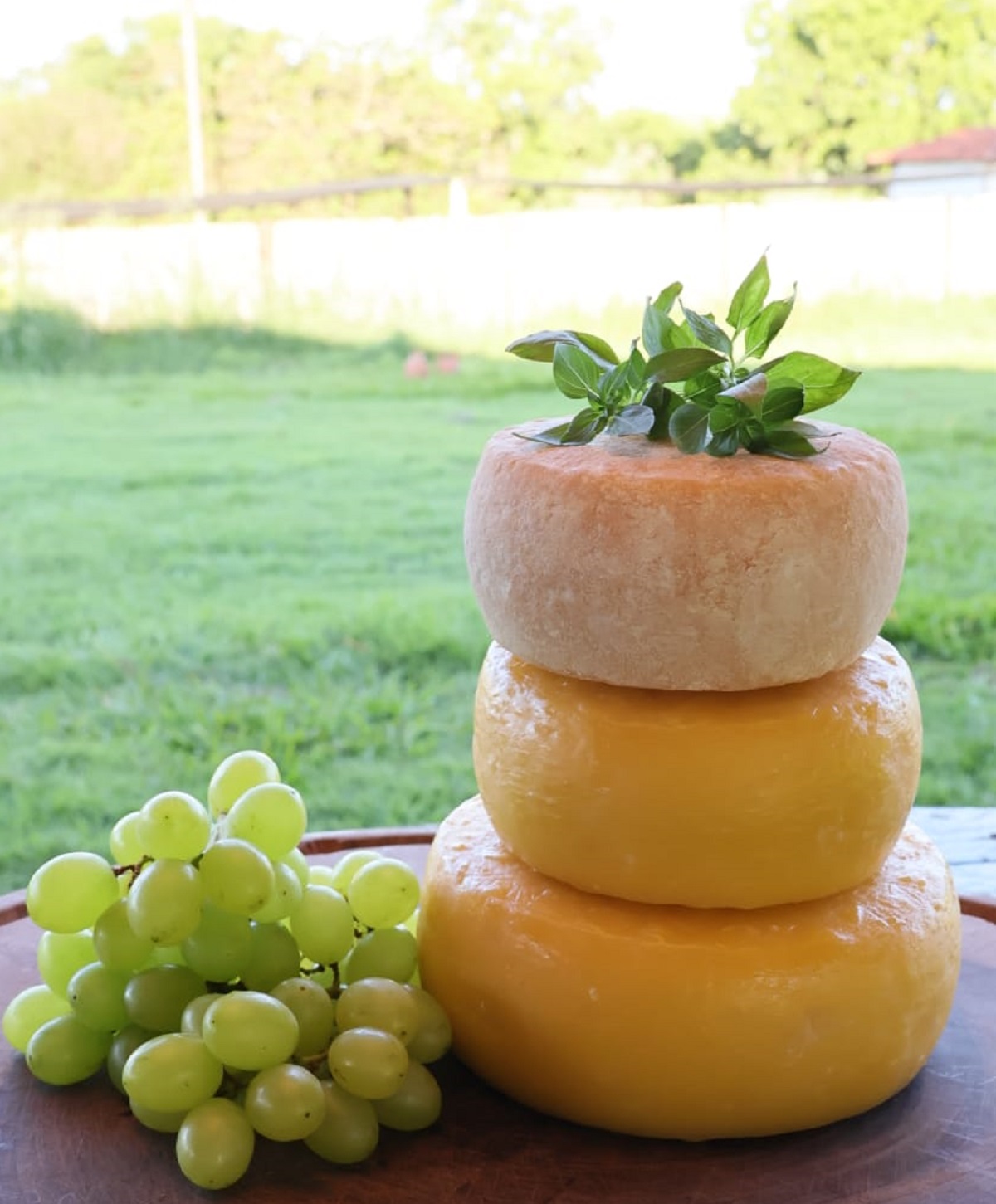 Na foto, há três peças de queijos maturados, ao lado esquerdo da foto, há uvas e no topo dos queijos folhas verdes