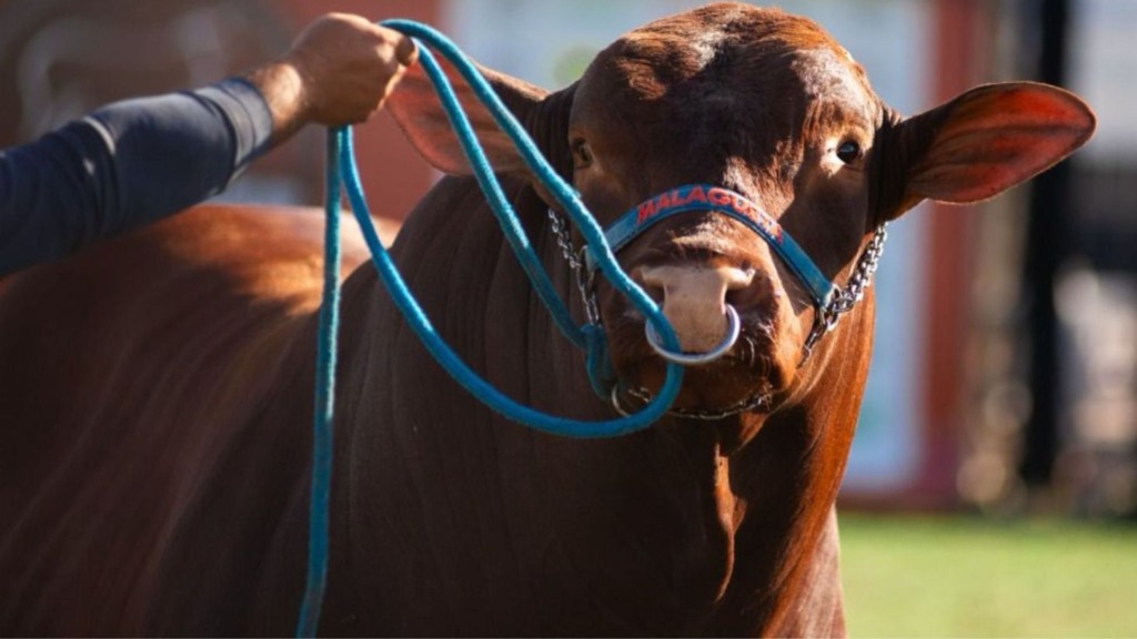 Santa Gertrudis x Nelore: os caminhos da cruza ideal para carne premium na Bahia Santa Gertrudis x Nelore: os caminhos da cruza ideal para carne premium na Bahia