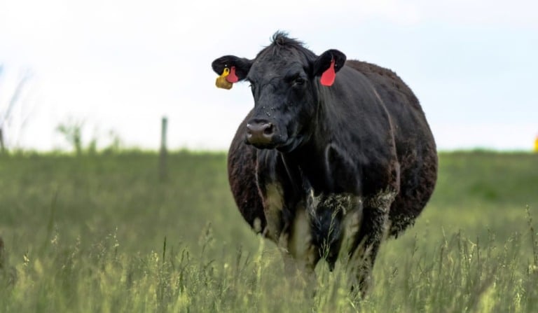 Soro fetal bovino do Brasil ganha acesso à União Euroasiática