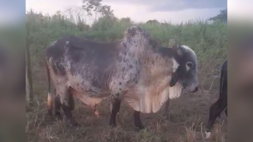 Touro não cobre a vacada? Veterinário explica os motivos e a solução Touro não cobre a vacada? Veterinário explica os motivos e a solução