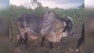 Touro não cobre a vacada? Veterinário explica os motivos e a solução