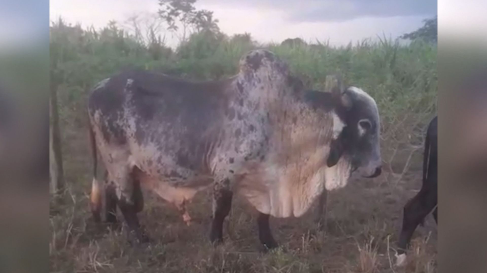 Touro não cobre a vacada? Veterinário explica os motivos e a solução