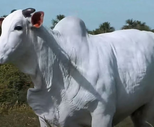 Vaca Boa FIV de Naviraí