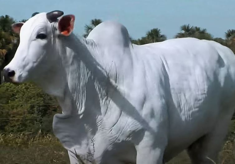 Vaca alcança valorização de R$ 3,5 milhões na 18ª Expogenética