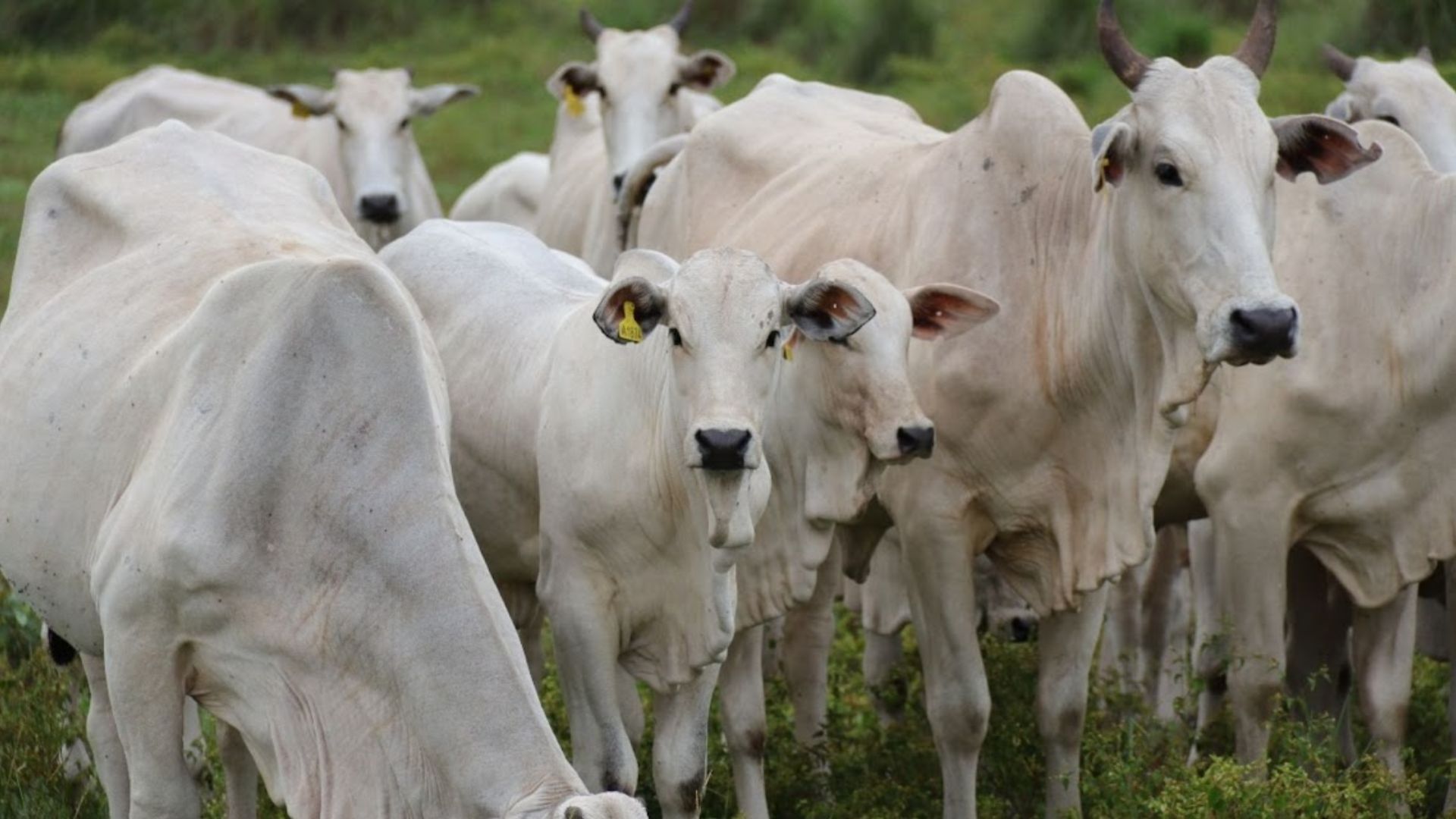 Vaca rejeita o bezerro? A chave da habilidade materna está no manejo e nutrição. Entenda