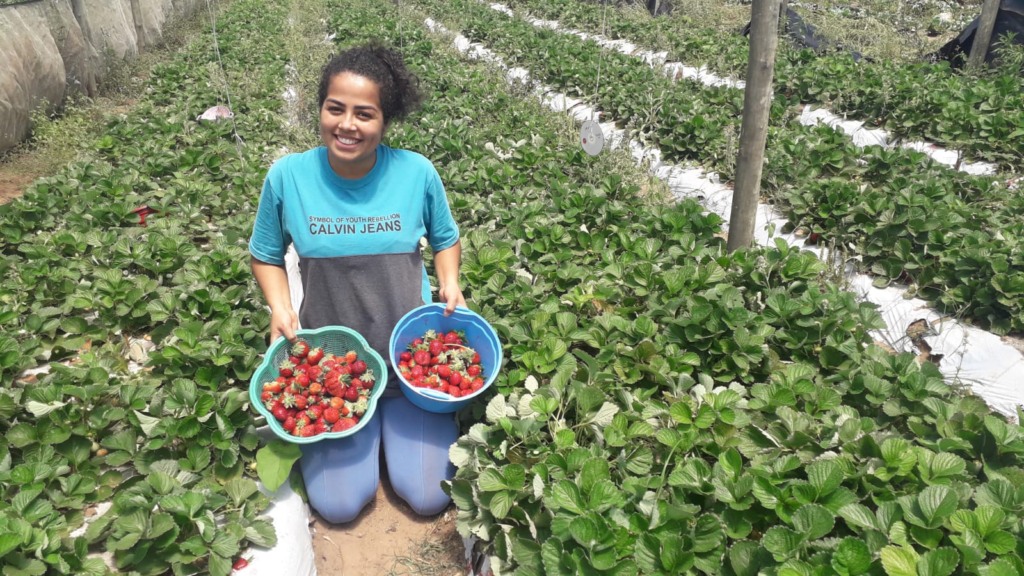 mulher com cestos de morango na lavoura de morangos mulher com cestos de morango na lavoura de morangos