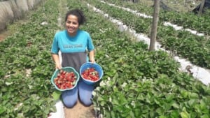 mulher com cestos de morango na lavoura de morangos