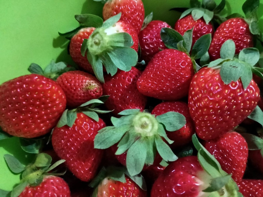 Na foto, há muitos morangos