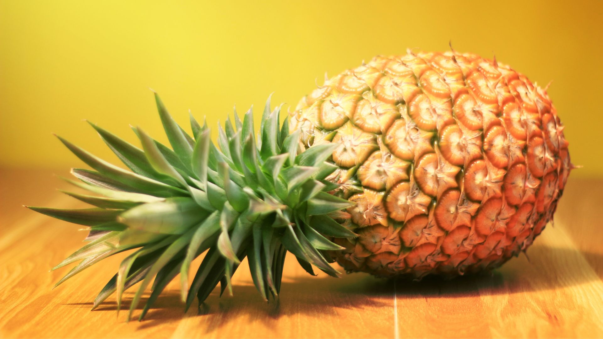 Abacaxi na silagem: entenda como o fruto pode nutrir bem o seu gado