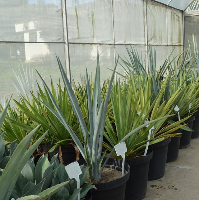 agave produção etanol