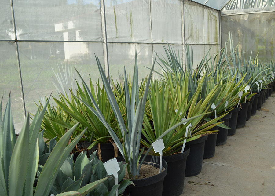 Planta da tequila será transformada em etanol e forragem no Brasil