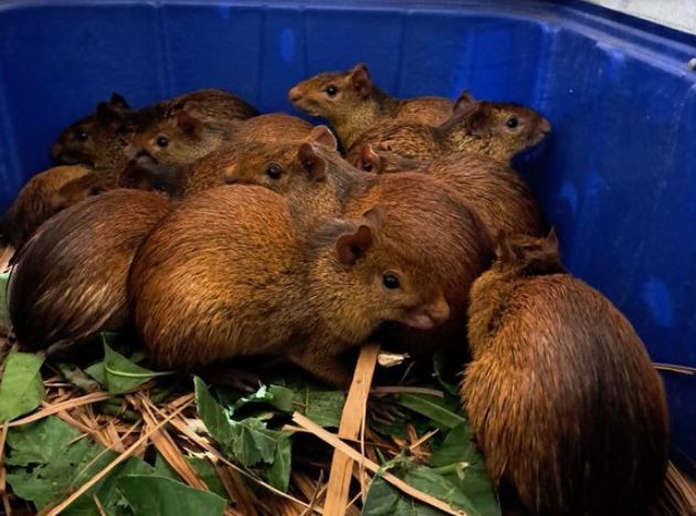 Ibama resgata 41 animais silvestres em churrascaria