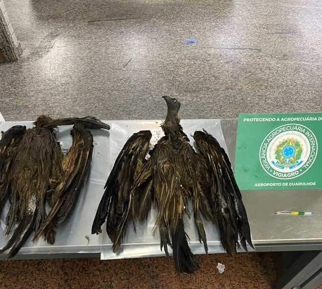 aves apreensão aeroporto Mapa