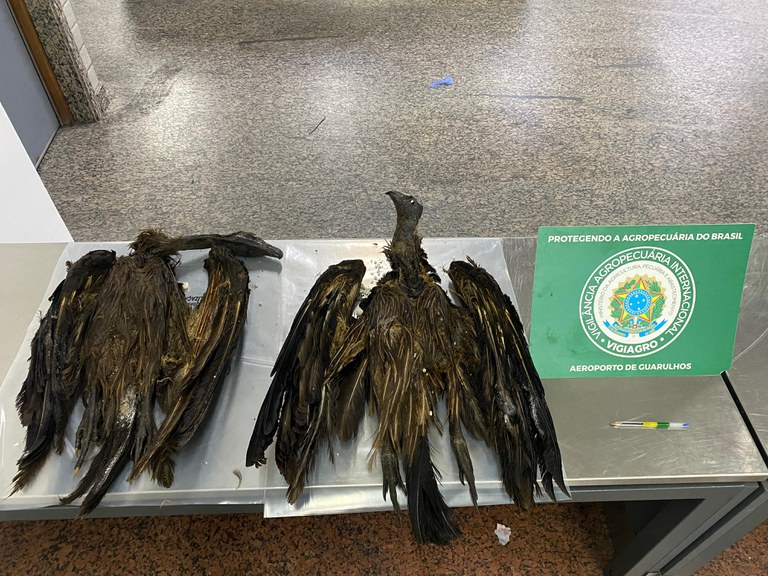 aves apreensão aeroporto Mapa