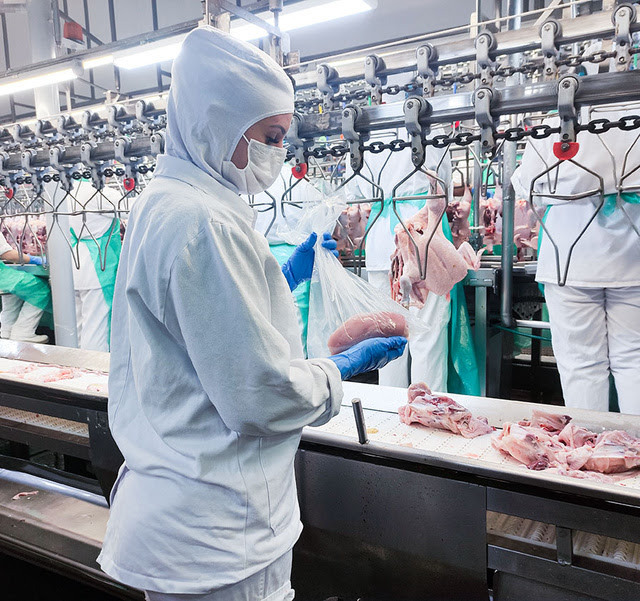 avicultura carne de frango inspeções