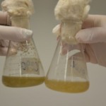 Brasil consolida liderança global em bioinsumos e mira expansão acelerada até 2035