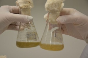 bioinsumos on farm
