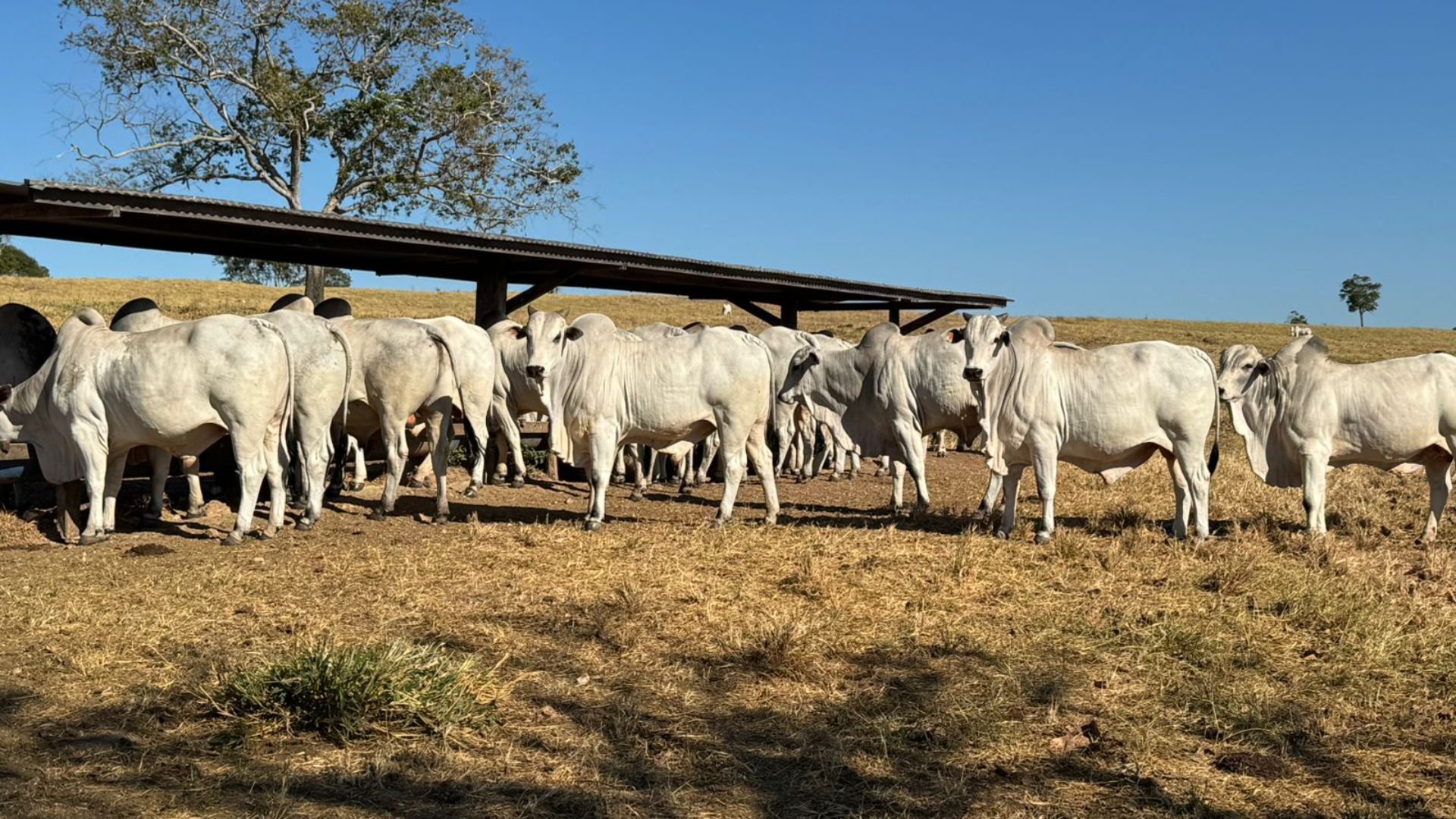 Boiada nelore de TO supera 21 arrobas com manejo de alta tecnologia